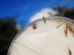 Tytthaspis sedecimpunctata