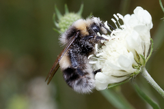 Bombus