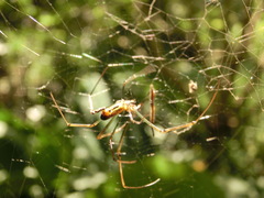 Trichonephila clavata