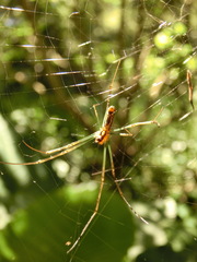 Trichonephila clavata