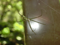Trichonephila clavata