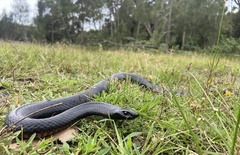 Pseudechis porphyriacus