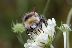 Bombus