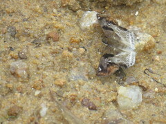 Odontoptilum angulata
