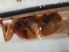 Hippoboscidae
