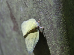 Ricania sublimata