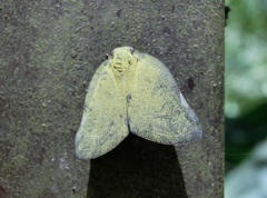 Ricania sublimata