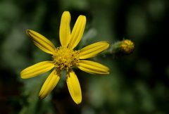 Senecio consanguineus