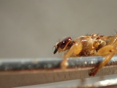 Hippoboscidae