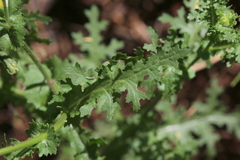 Senecio consanguineus