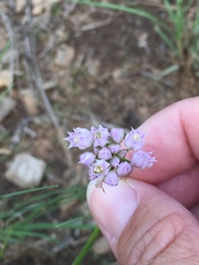 Allium geyeri