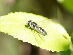 Melangyna viridiceps