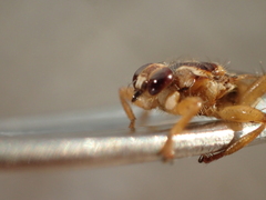 Hippoboscidae