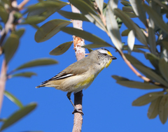 Pardalotus striatus