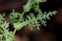 Senecio consanguineus