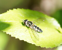 Melangyna viridiceps