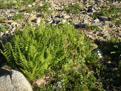 Athyrium distentifolium