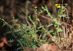 Senecio consanguineus