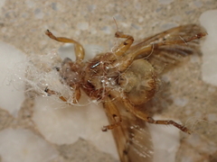 Hippoboscidae