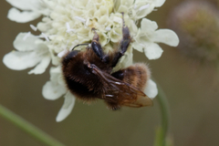 Bombus