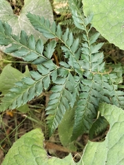 Polystichum
