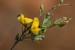 Rhynchosia nitens