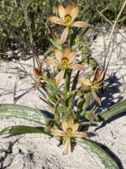 Wachendorfia multiflora