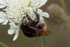 Bombus