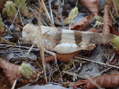 Oedipoda