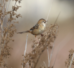 Cisticola exilis