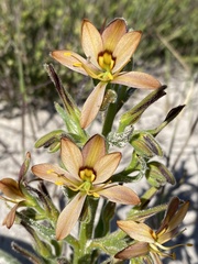 Wachendorfia multiflora