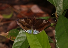 Euthalia phemius