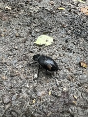 Carabus coriaceus