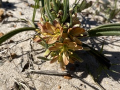 Wachendorfia multiflora