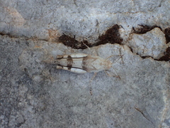 Oedipoda