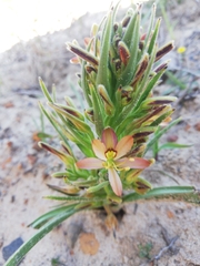 Wachendorfia multiflora