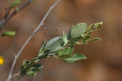 Rhynchosia nitens