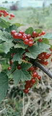 Ribes rubrum