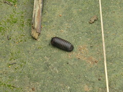 Arthrosphaera