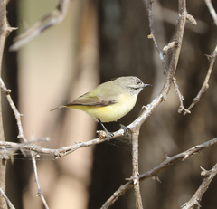 Acanthiza chrysorrhoa