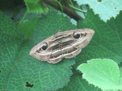 Spirama retorta