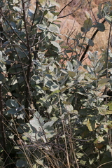 Brachylaena rotundata