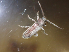 Trichoferus