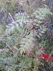 Sorbus sibirica