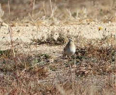 Anthus australis