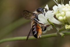 Megachile