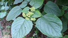 Clerodendrum canescens
