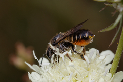 Megachile