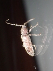 Trichoferus