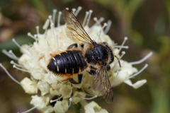 Megachile